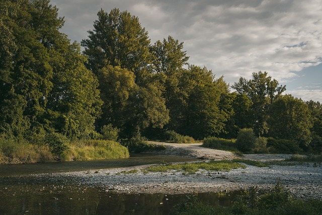 1686639209801325.jpg trees-7318791_640.jpg